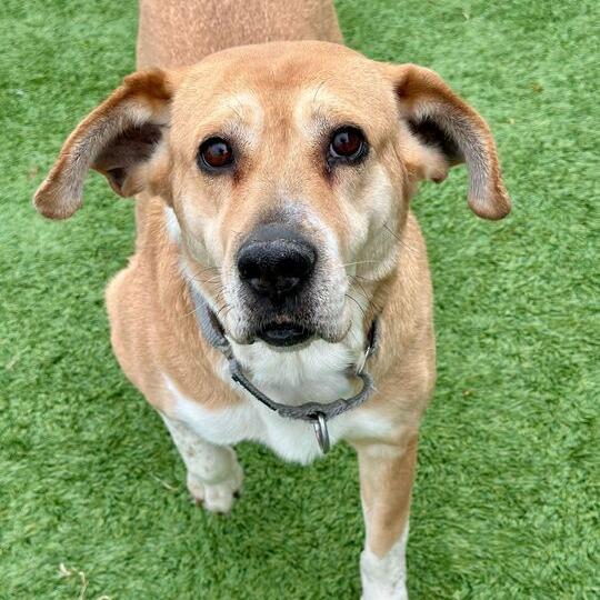 Enlarge Harper, a Adoptable mixed breed in Matteson, IL image 2/6