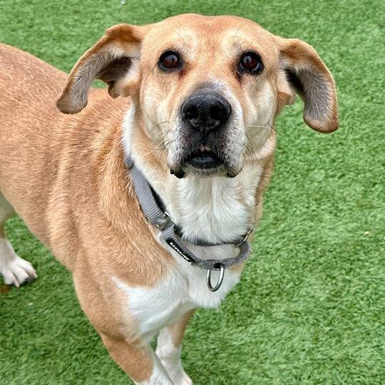 Enlarge Harper, a Adoptable mixed breed in Matteson, IL image 3/6