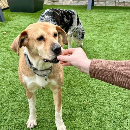 Enlarge Harper, a Adoptable mixed breed in Matteson, IL image 4/6