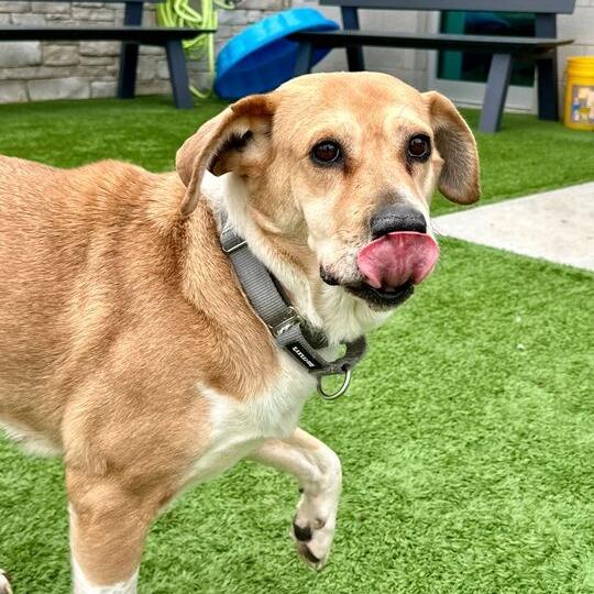 Enlarge Harper, a Adoptable mixed breed in Matteson, IL image 5/6