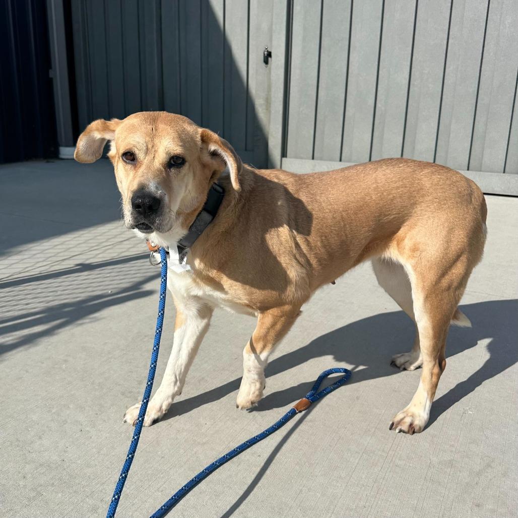 Harper, a Adoptable mixed breed in Matteson, IL image 1/2