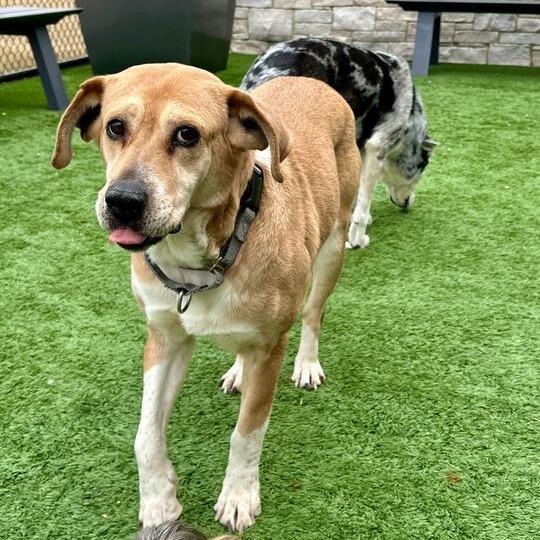 Enlarge Harper, a Adoptable mixed breed in Matteson, IL image 6/6