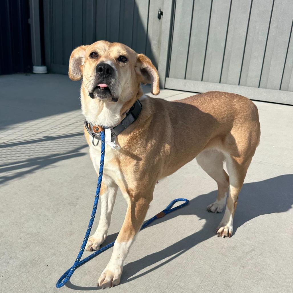 Harper, a Adoptable mixed breed in Matteson, IL image 2/2