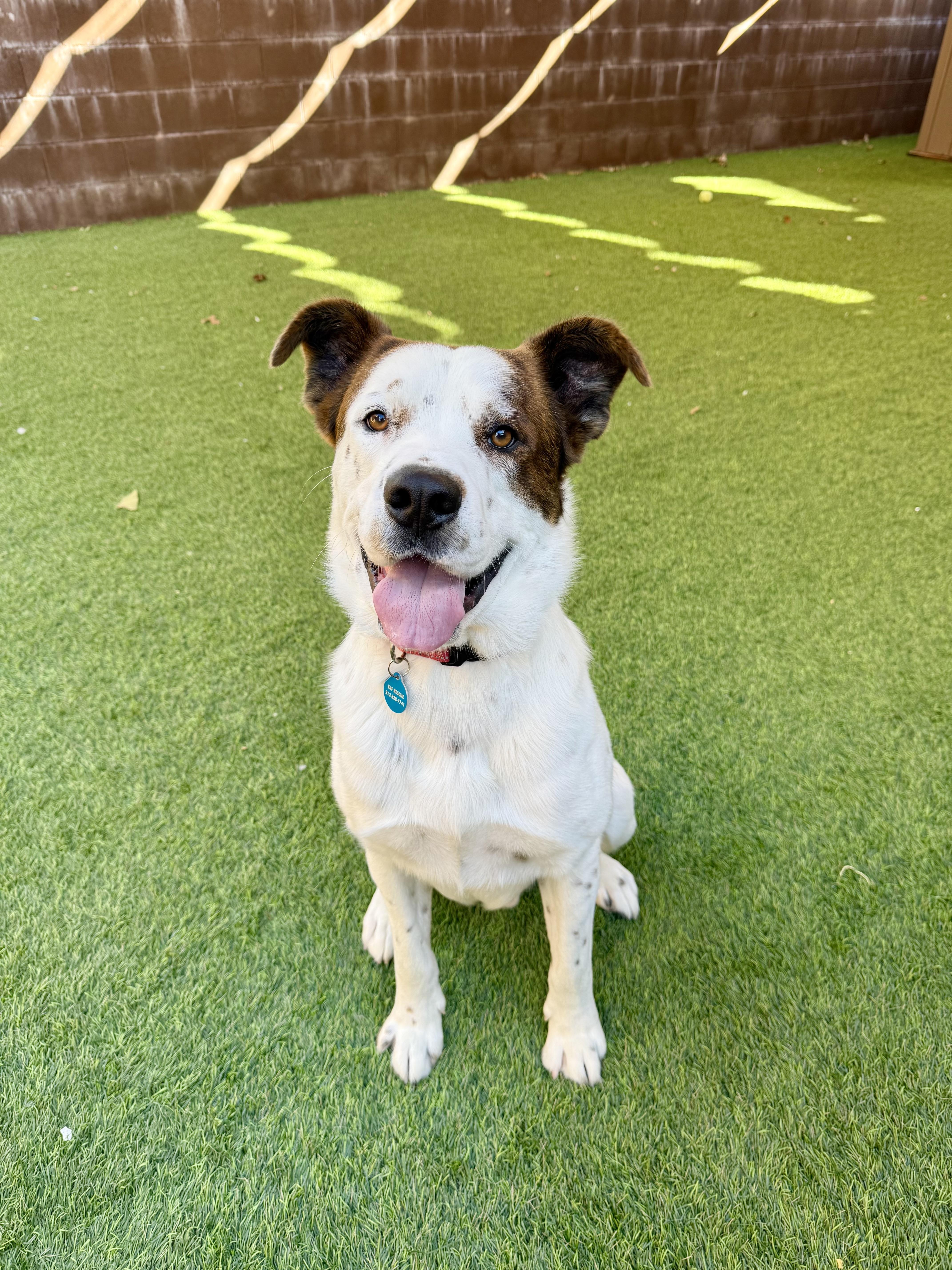 Bounty, Adoptable, Adult Male Saint Bernard.