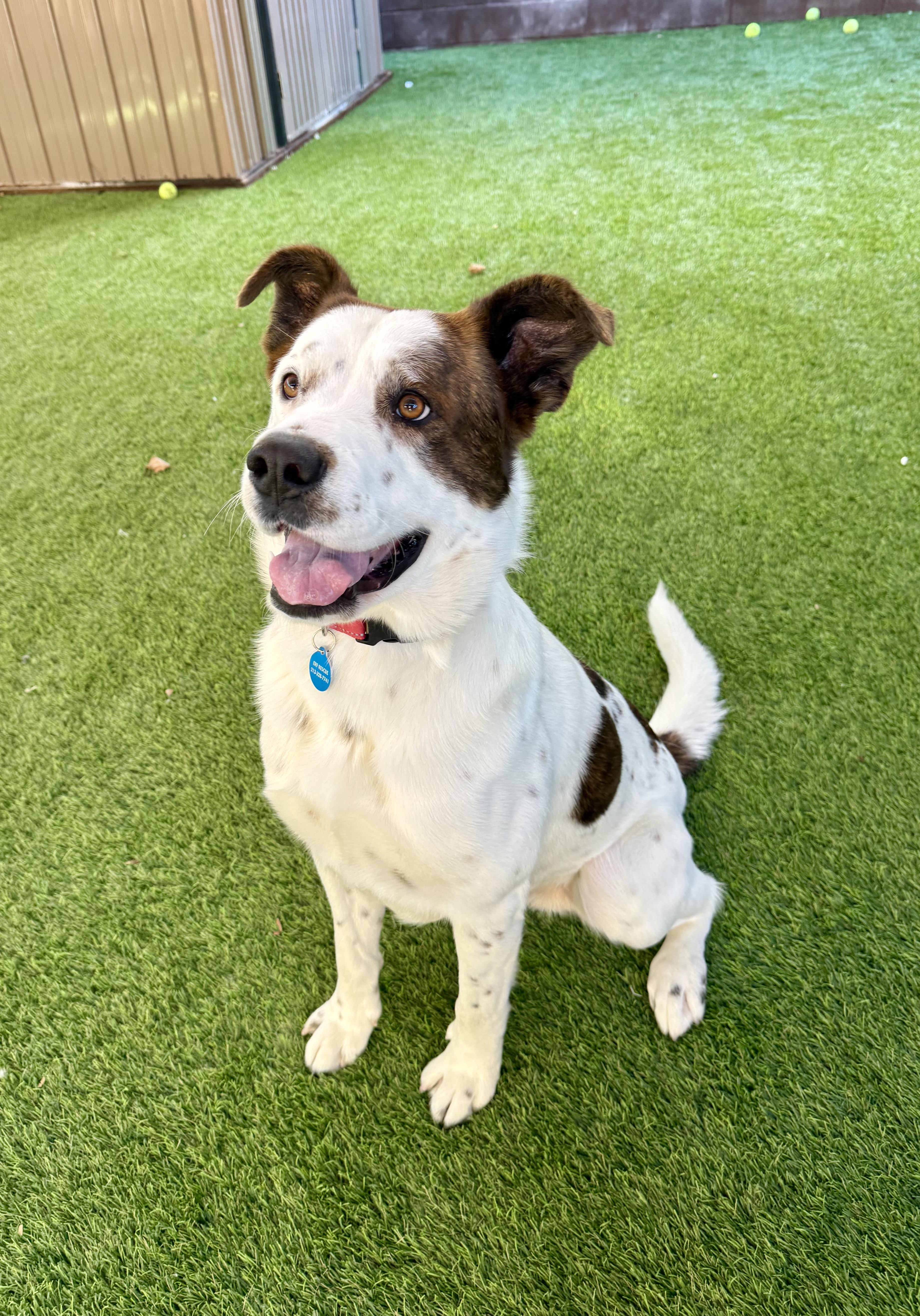 Enlarge Bounty, a Adoptable mixed breed in Agoura Hills, CA image 2/5