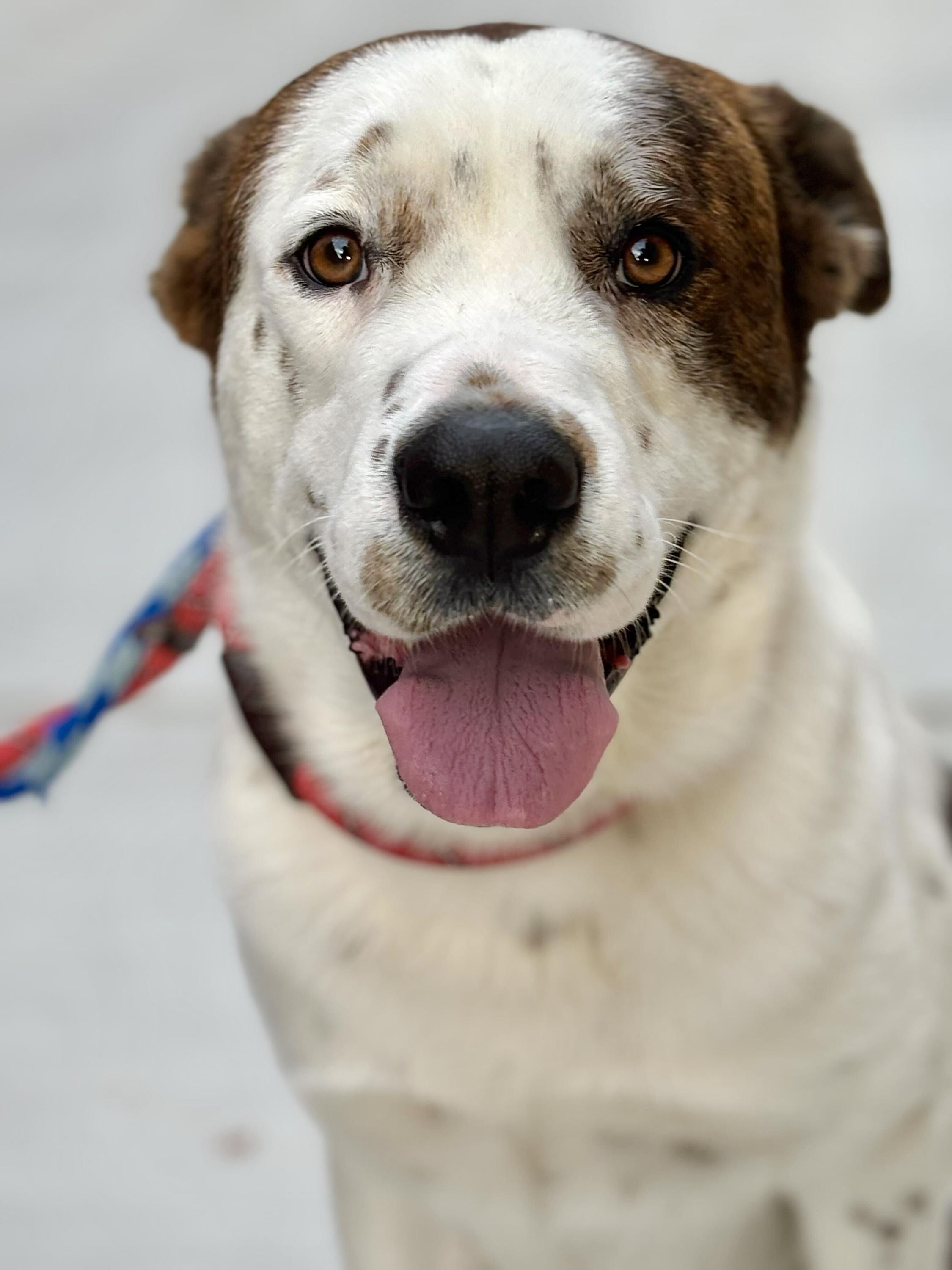 Enlarge Bounty, a Adoptable mixed breed in Agoura Hills, CA image 3/5