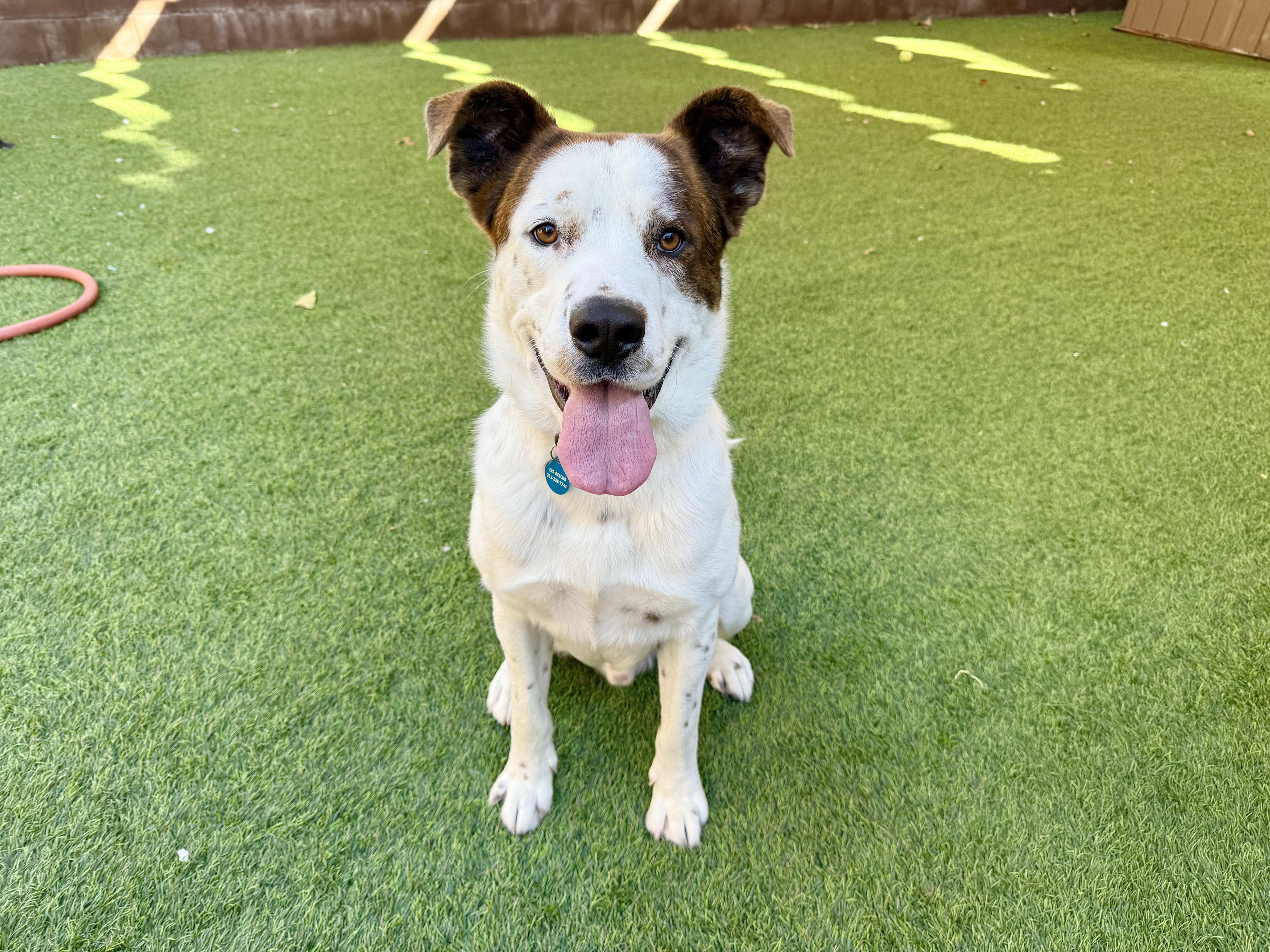 Enlarge Bounty, a Adoptable mixed breed in Agoura Hills, CA image 4/5