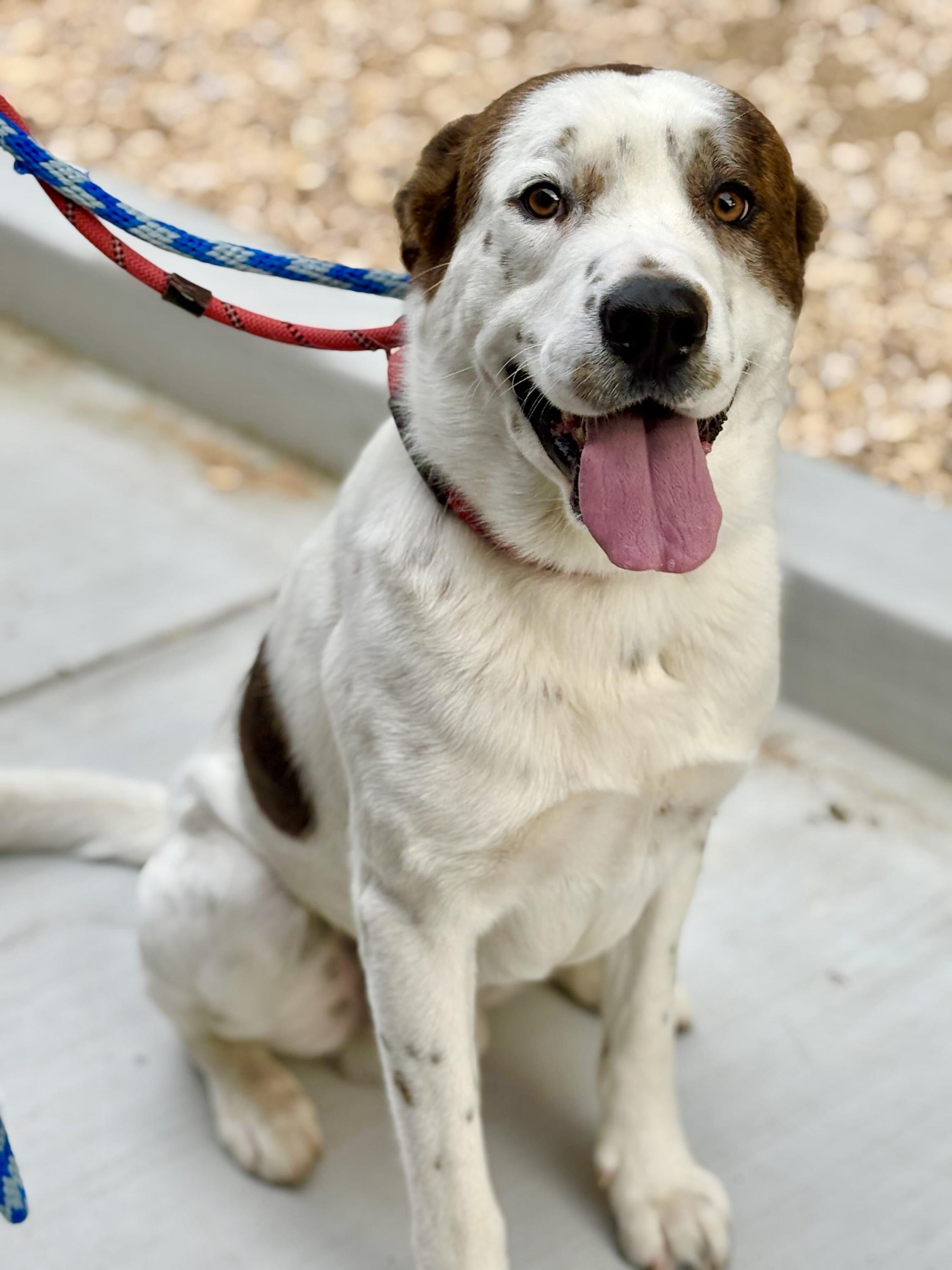 Enlarge Bounty, a Adoptable mixed breed in Agoura Hills, CA image 5/5