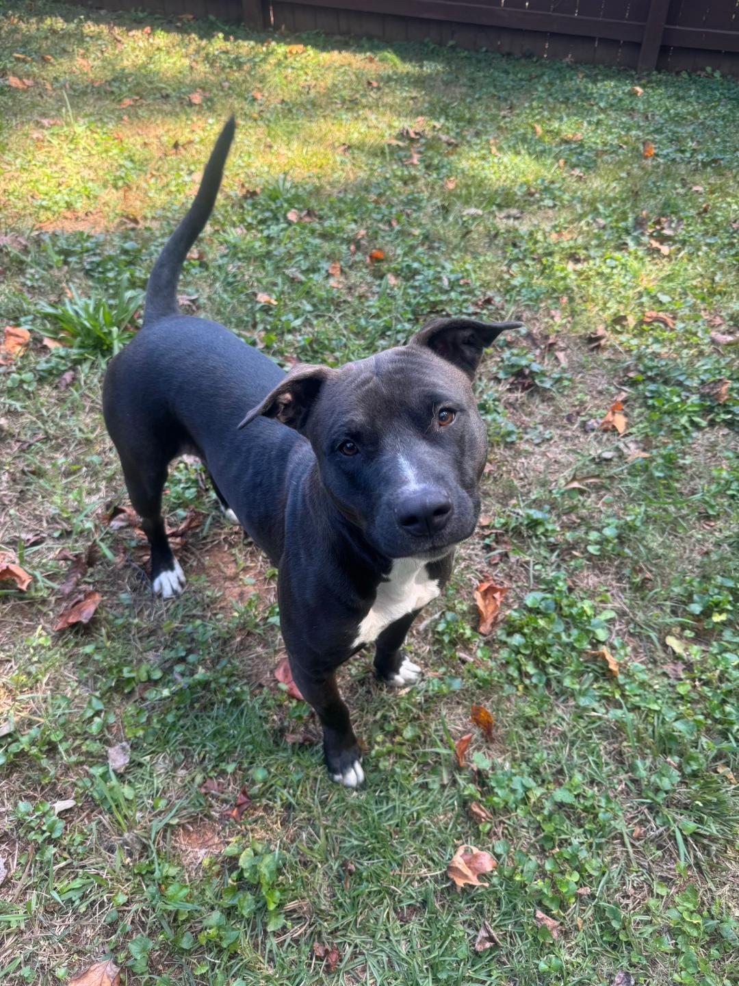 Midnight, a Adoptable mixed breed in Atlanta, GA image 4/5