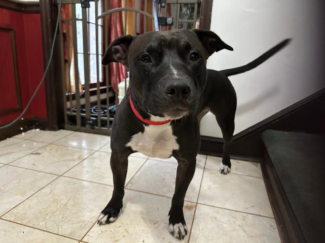 Midnight, a Adoptable mixed breed in Atlanta, GA image 5/5