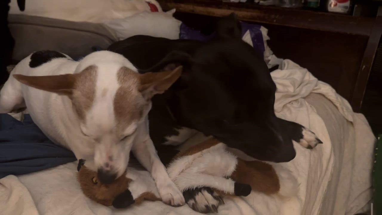 Enlarge Midnight, a Adoptable mixed breed in Atlanta, GA video 2/5