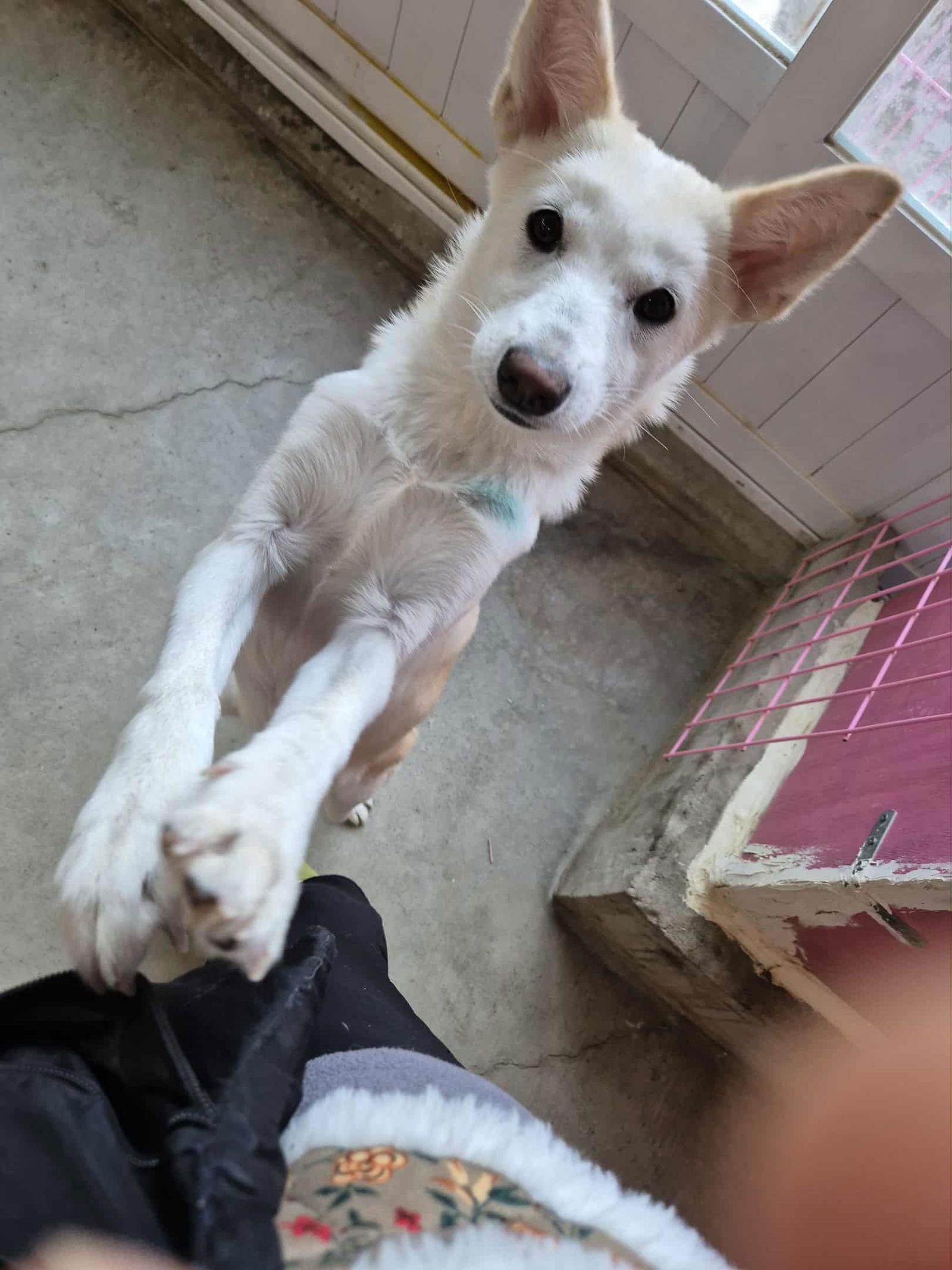 BOBAE, Adoptable, Puppy Female Shiba Inu.