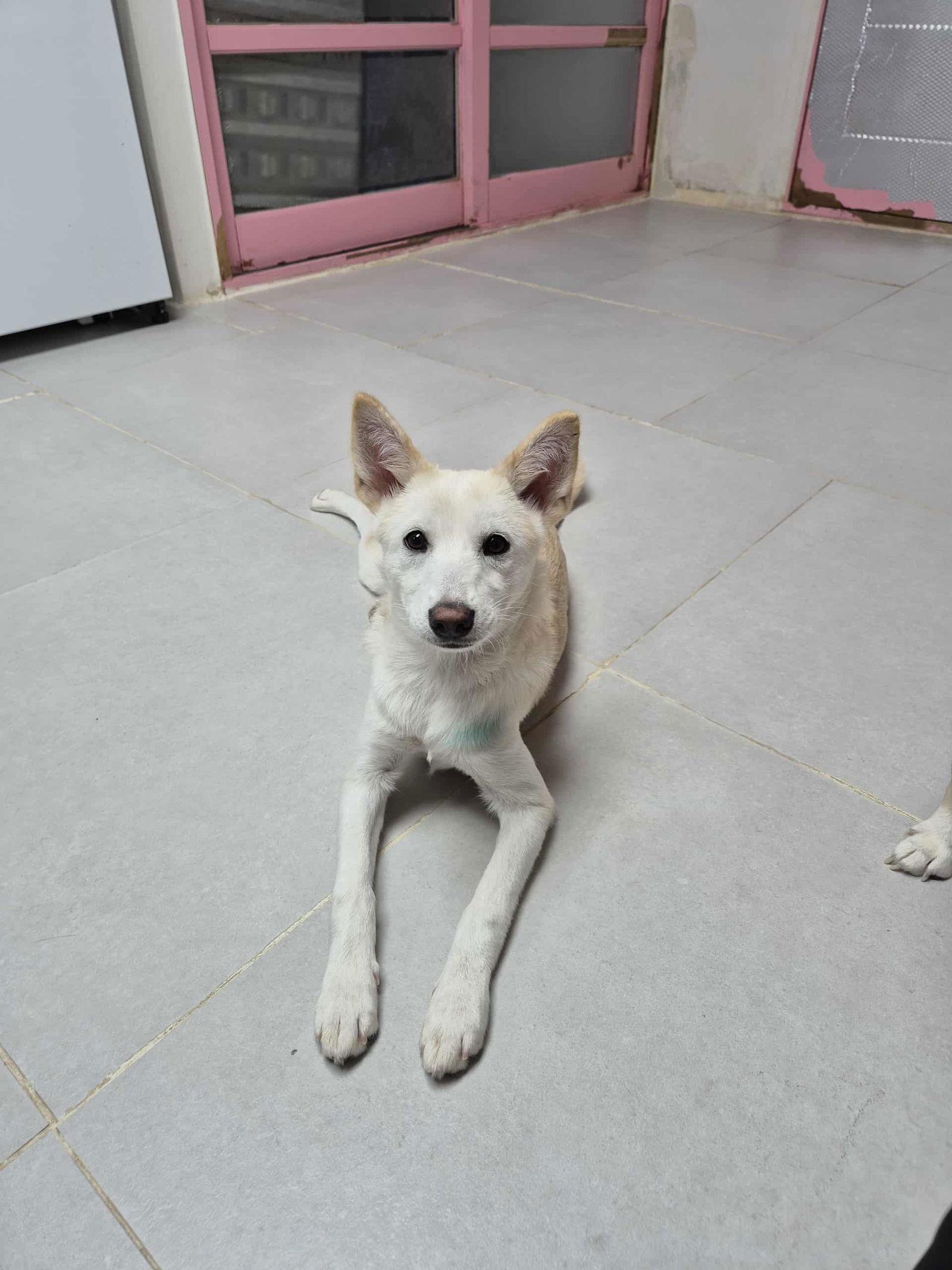 Enlarge BOBAE, a Adoptable Shiba Inu in Agoura Hills, CA image 2/2