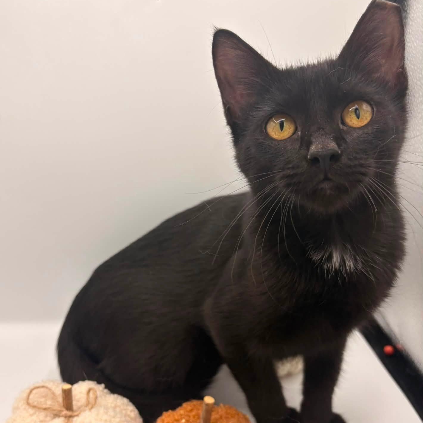 Bergara, Adopted, Kitten Female Domestic Short Hair.