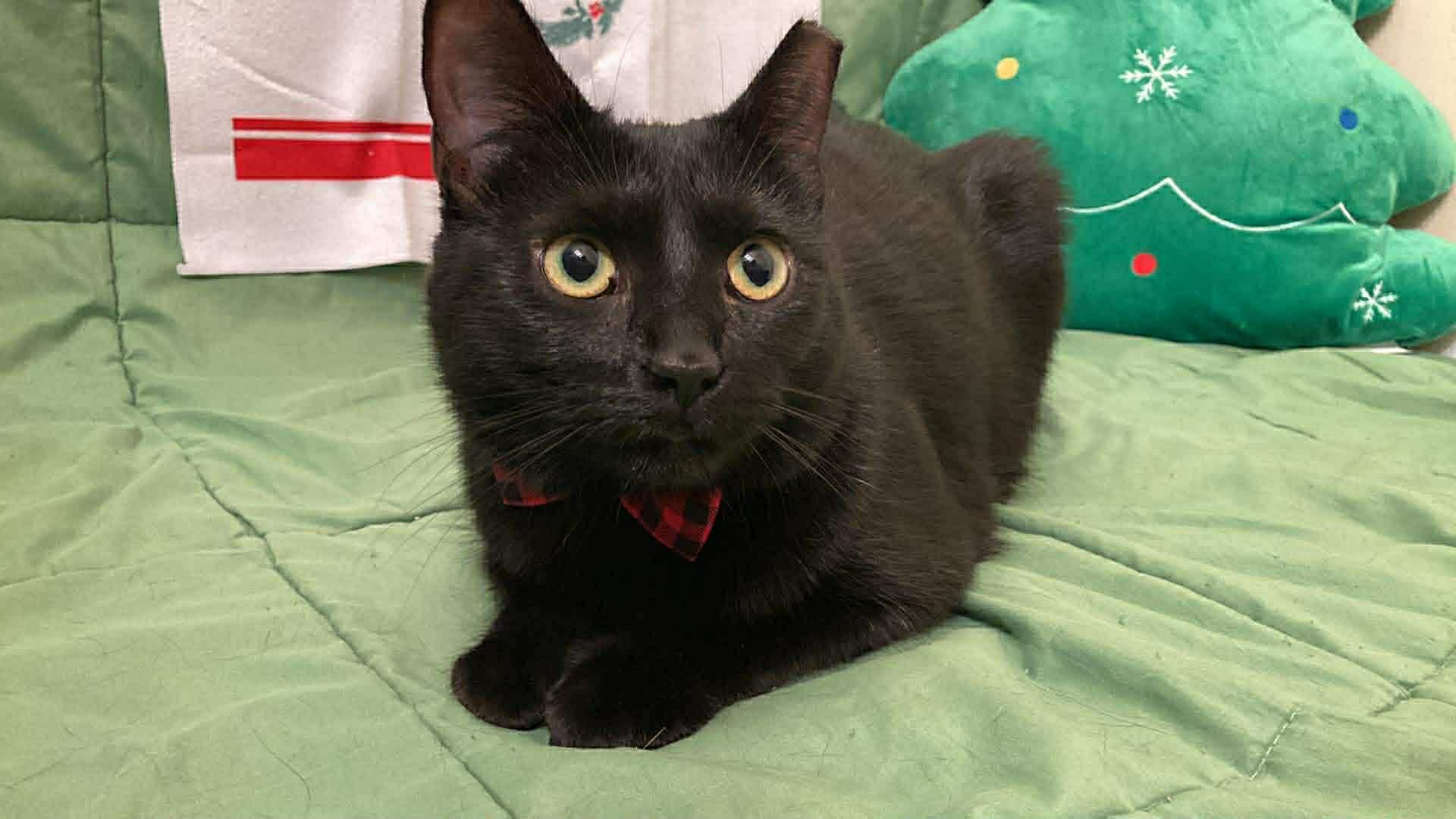 Petal, Adoptable, Young Female Domestic Short Hair.