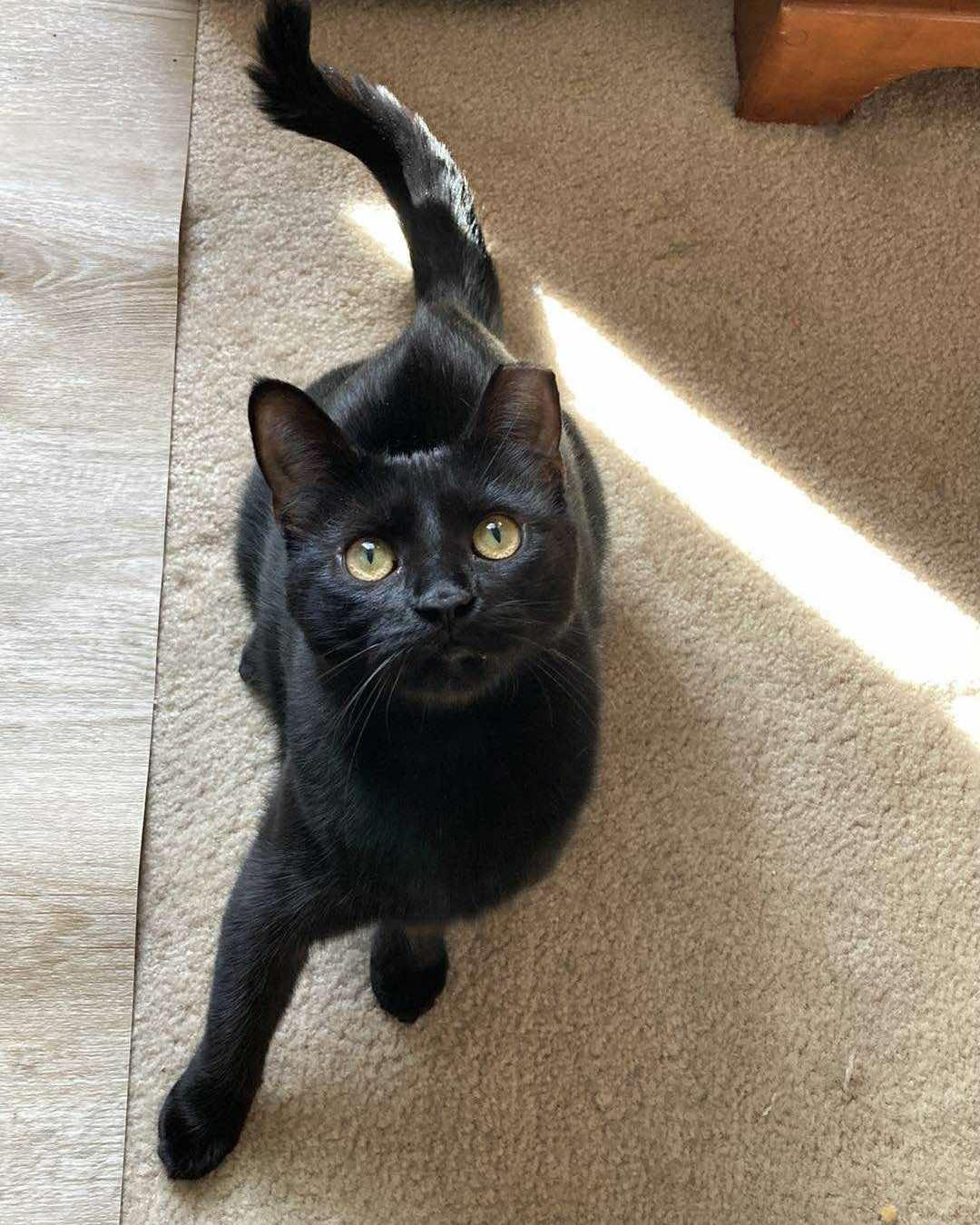 Petal, a Adoptable Domestic Short Hair in West Lafayette, IN image 5/6