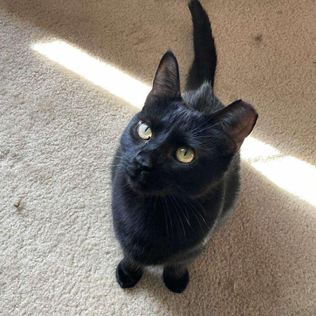 Petal, a Adoptable Domestic Short Hair in West Lafayette, IN image 4/6