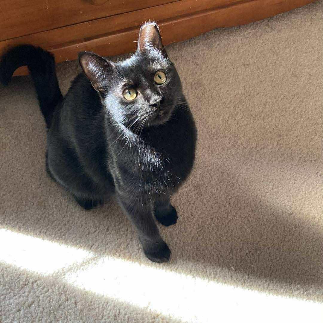 Petal, a Adoptable Domestic Short Hair in West Lafayette, IN image 6/6