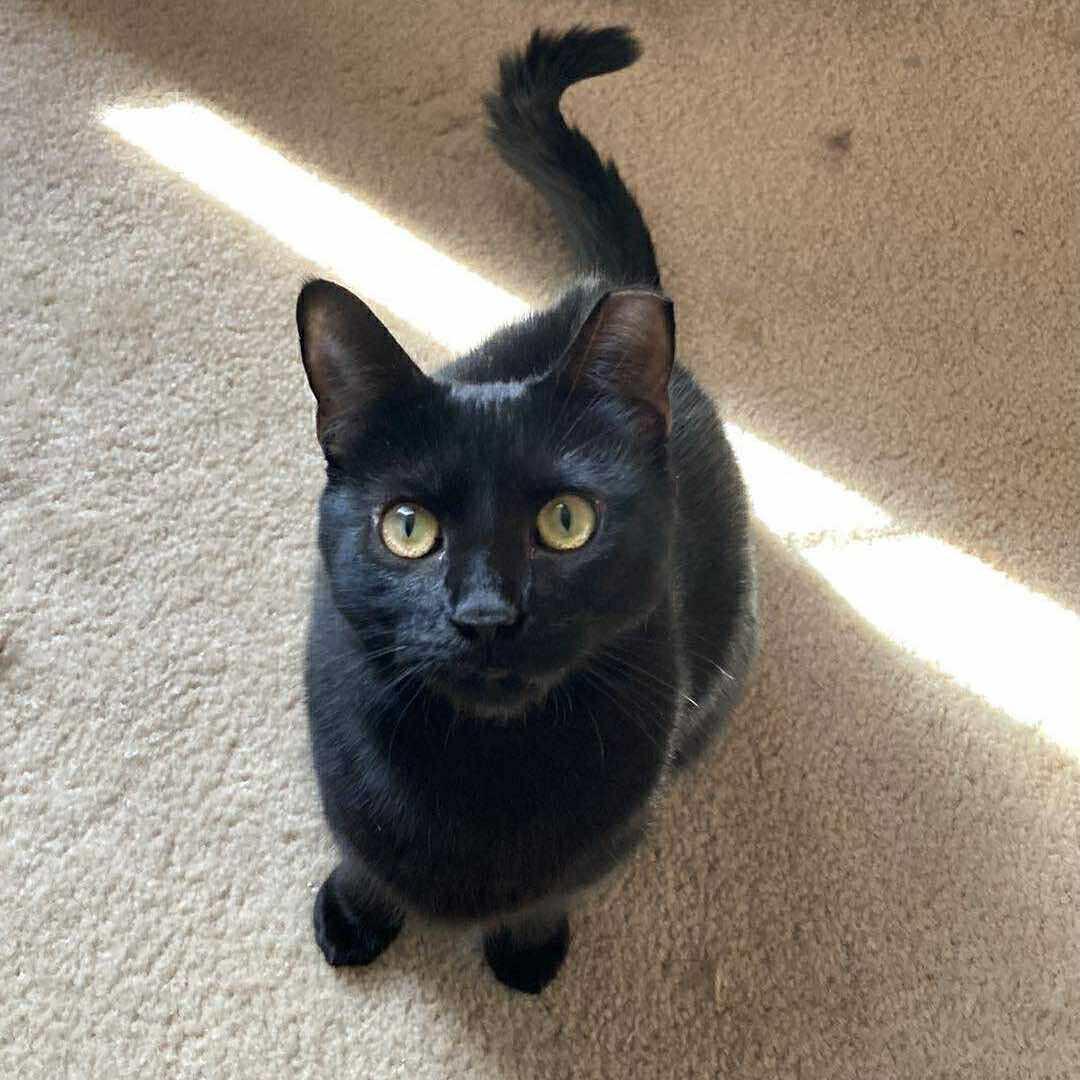 Petal, a Adoptable Domestic Short Hair in West Lafayette, IN image 1/6