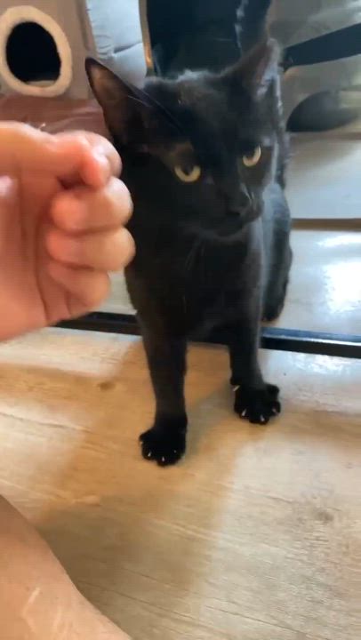 Enlarge Petal, a Adoptable Domestic Short Hair in West Lafayette, IN video 3/6