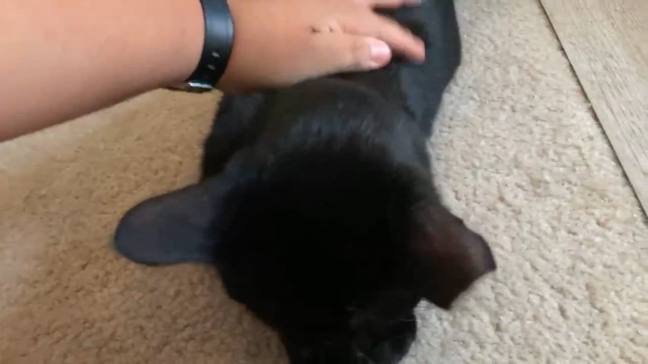 Enlarge Petal, a Adoptable Domestic Short Hair in West Lafayette, IN video 2/6