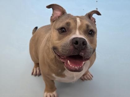 Girly Pop, Adoptable, Adult Female Pit Bull Terrier & Mixed Breed.