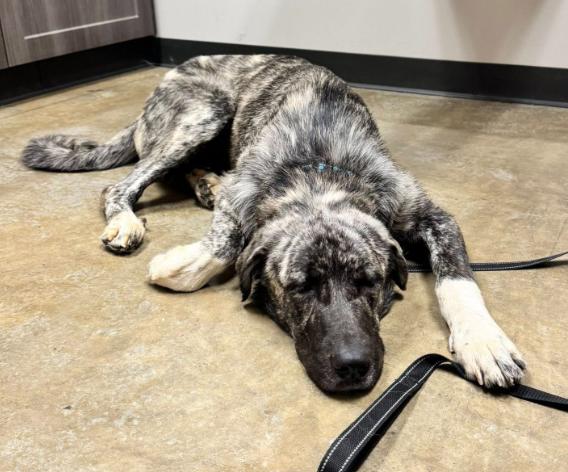 Enlarge Brisket, a ADOPTABLE mixed breed in Austin, AR image 3/3