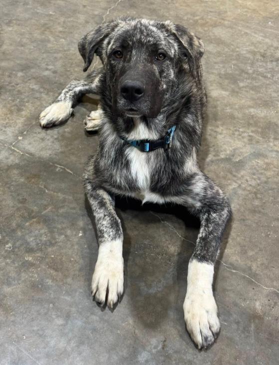 Enlarge Brisket, a ADOPTABLE mixed breed in Austin, AR image 2/3