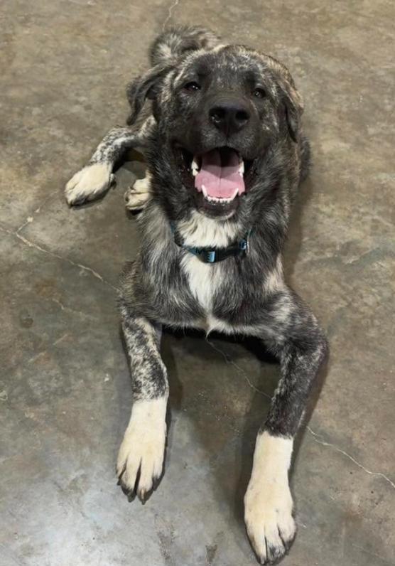 Brisket, ADOPTABLE, Young Male Anatolian Shepherd.
