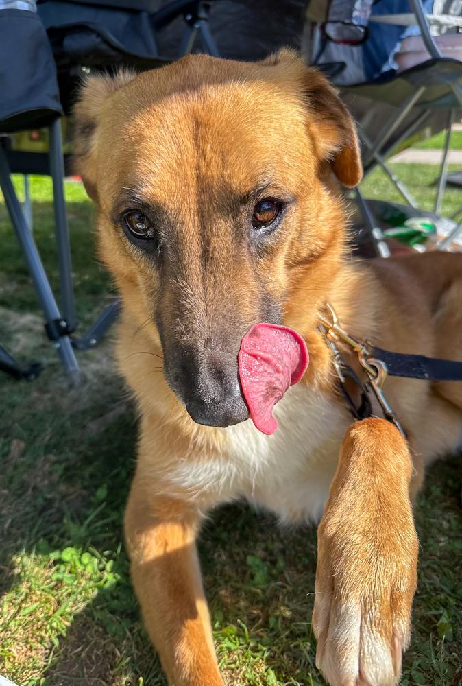 Dewey, Adoptable, Adult Male Shepherd.