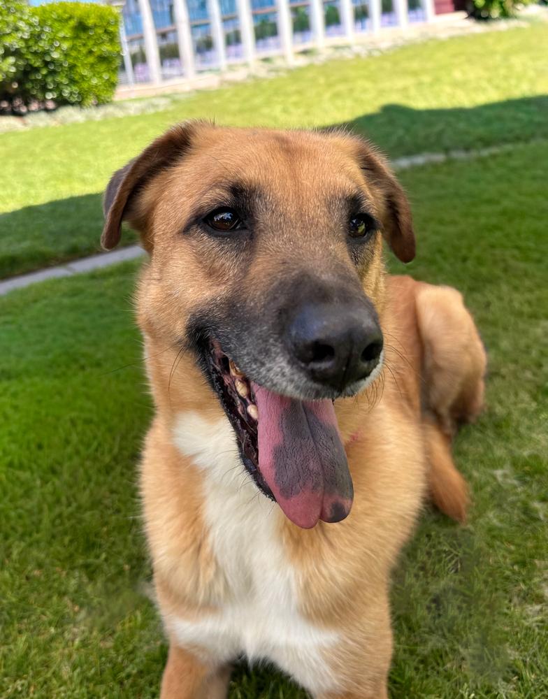Enlarge Dewey, a Adoptable mixed breed in Jamul, CA image 2/5