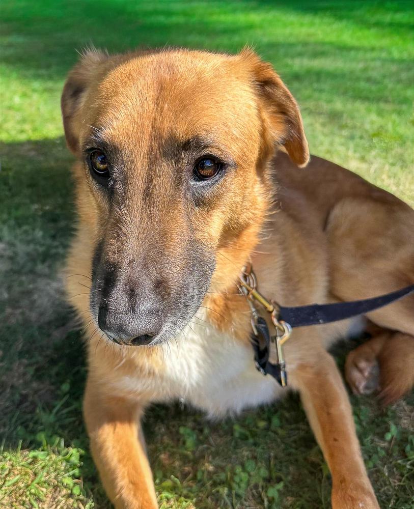 Enlarge Dewey, a Adoptable mixed breed in Jamul, CA image 3/5