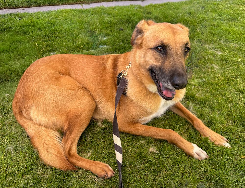 Enlarge Dewey, a Adoptable mixed breed in Jamul, CA image 4/5