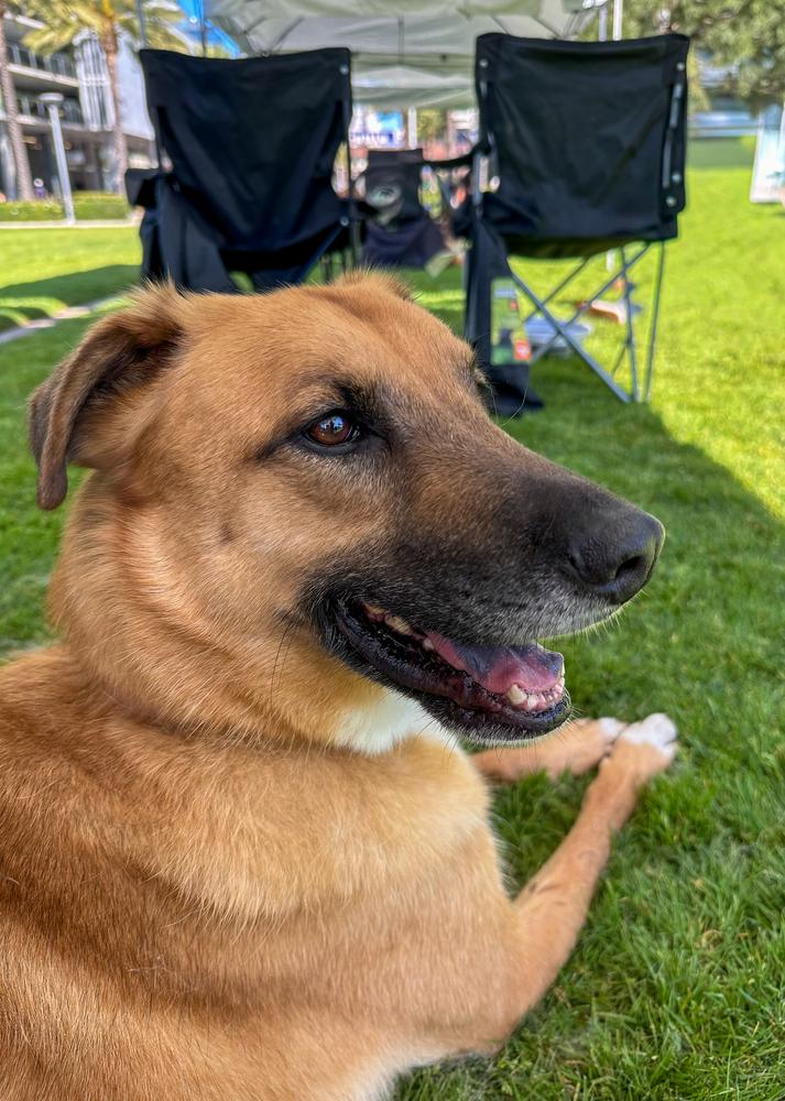 Enlarge Dewey, a Adoptable mixed breed in Jamul, CA image 5/5