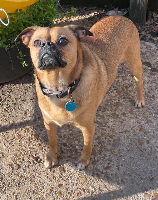 Enlarge Buddy, a ADOPTABLE Pug in Memphis, TN image 2/2