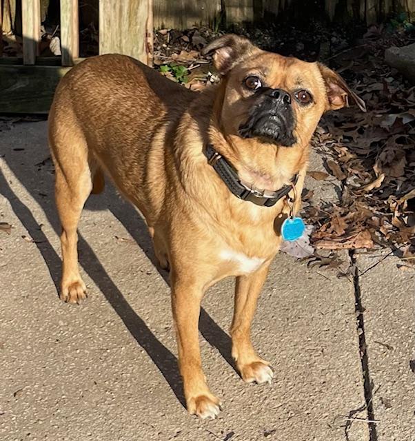 Enlarge Buddy, a ADOPTABLE Pug in Memphis, TN image 1/2