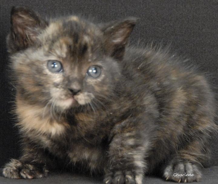 Enlarge Widget, an adopted Domestic Short Hair in Newland, NC image 3/3