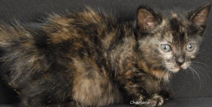 Widget, adopted, Kitten Female Domestic Short Hair.