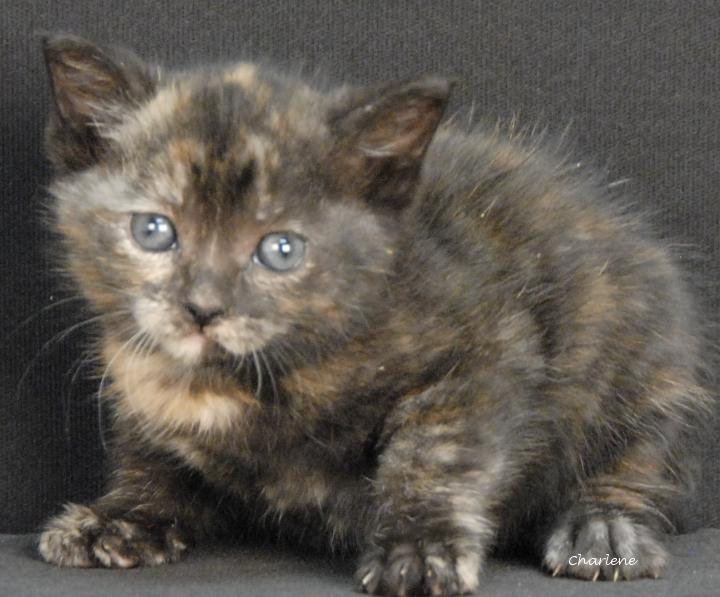 Enlarge Widget, an adopted Domestic Short Hair in Newland, NC image 2/3