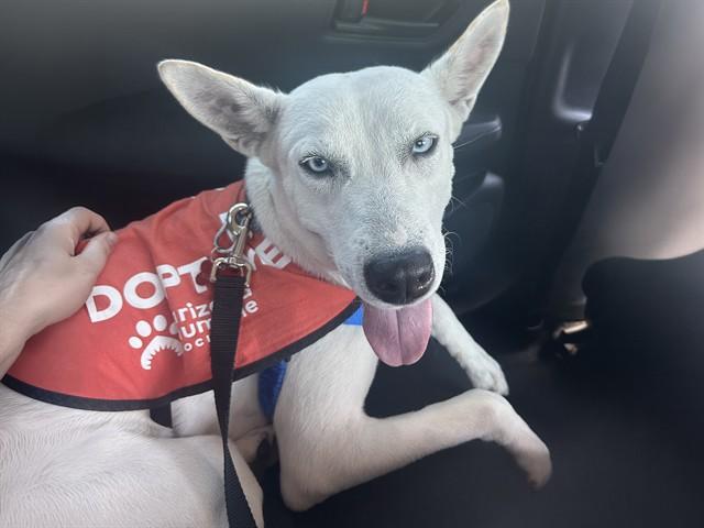 LILLY, Adoptable, Young Female Husky & Mixed Breed.