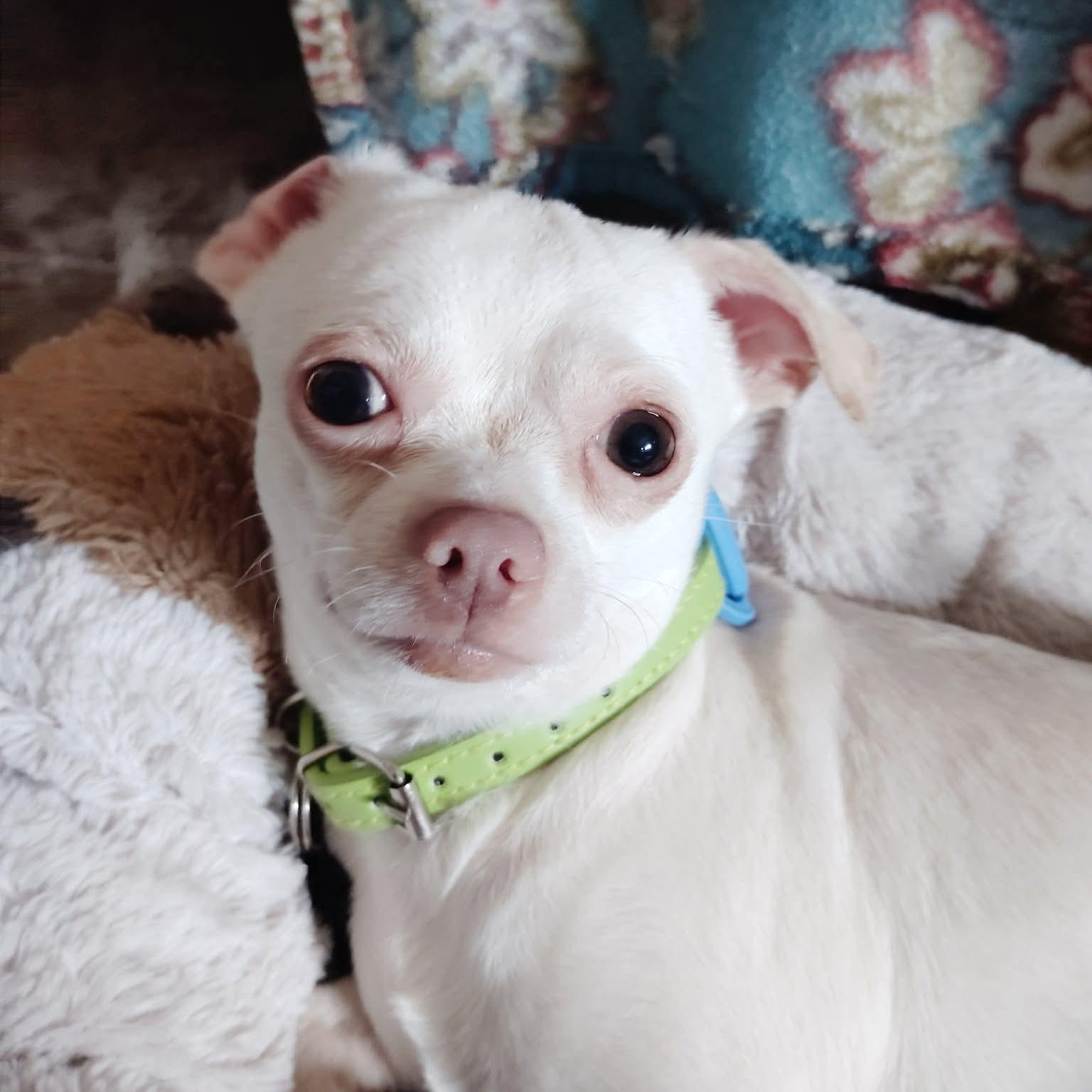 Donnie, an adopted mixed breed in Christiansburg, VA image 5/6