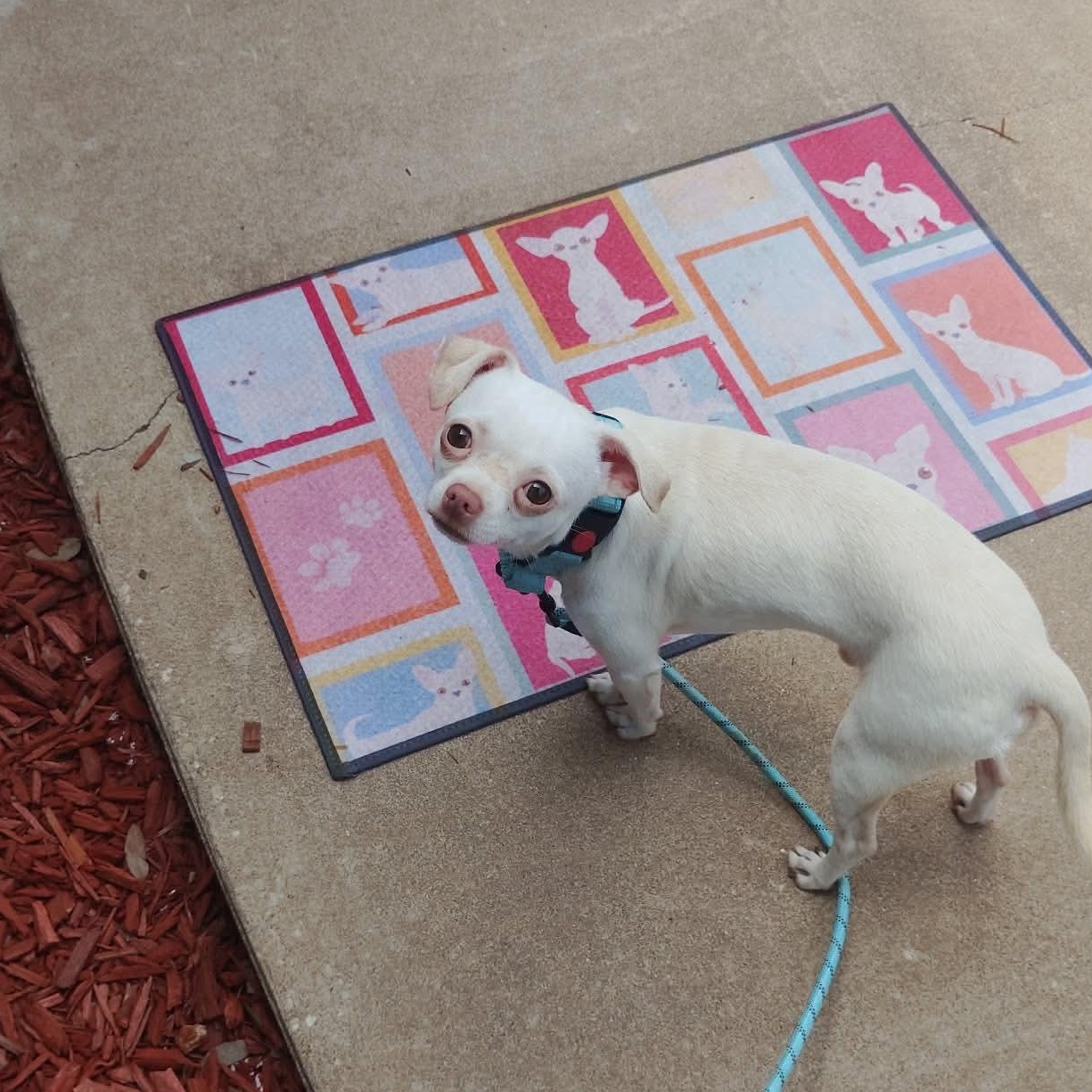 Donnie, an adopted mixed breed in Christiansburg, VA image 4/6