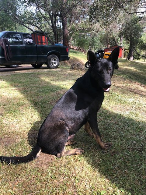 Lucas, a Adoptable German Shepherd Dog in Oakhurst, CA image 1/4