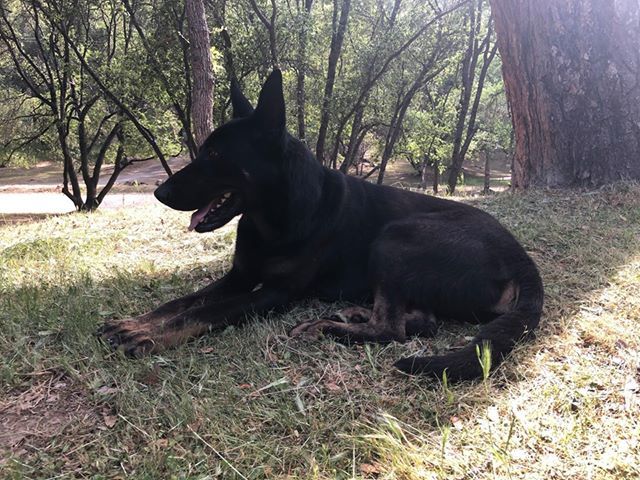 Lucas, a Adoptable German Shepherd Dog in Oakhurst, CA image 2/4