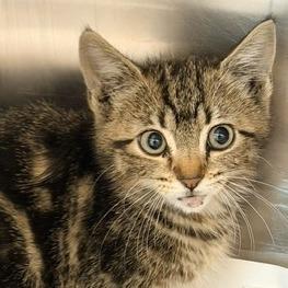 Carly, Adoptable, Kitten Female Domestic Short Hair.