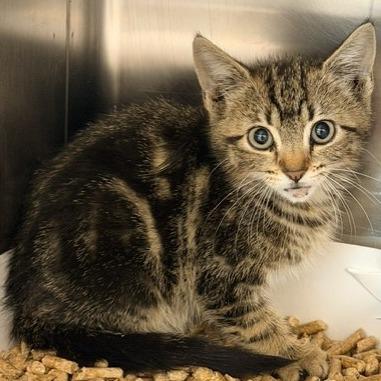Enlarge Carly, a Adoptable Domestic Short Hair in Horn Lake, MS image 2/2