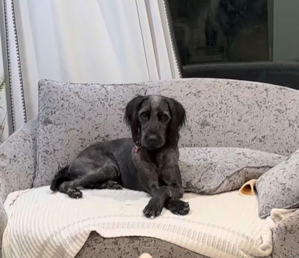 Anakin, Adoptable, Young Male Standard Poodle.