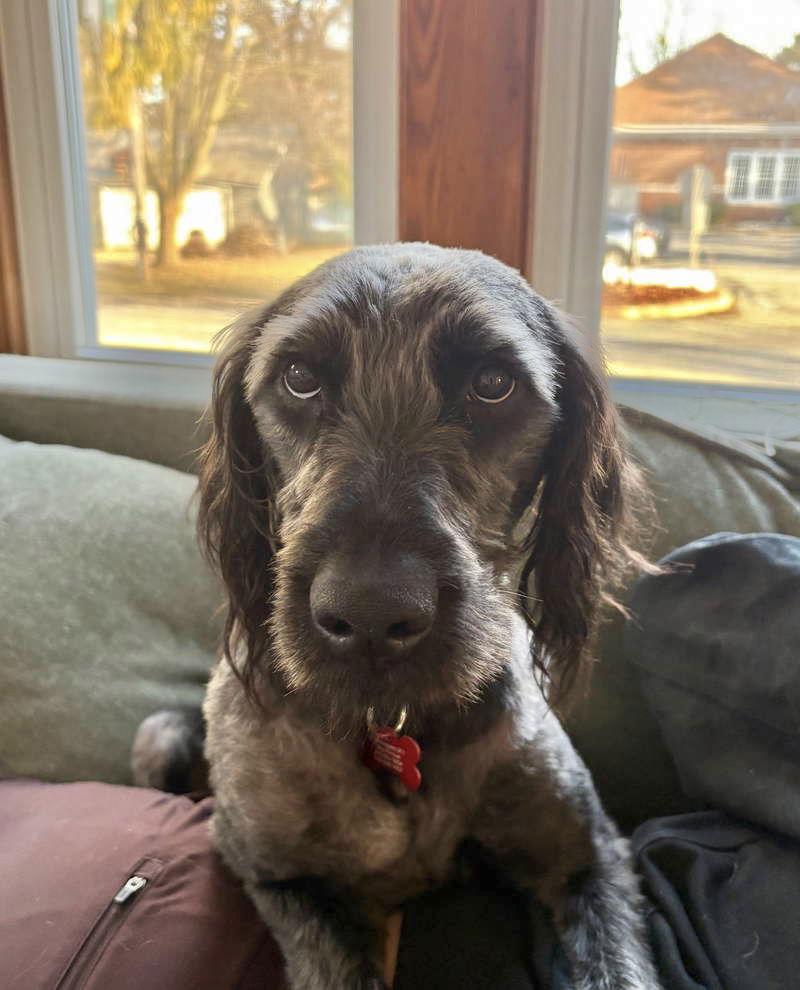 Anakin, Adoptable, Young Male Standard Poodle.