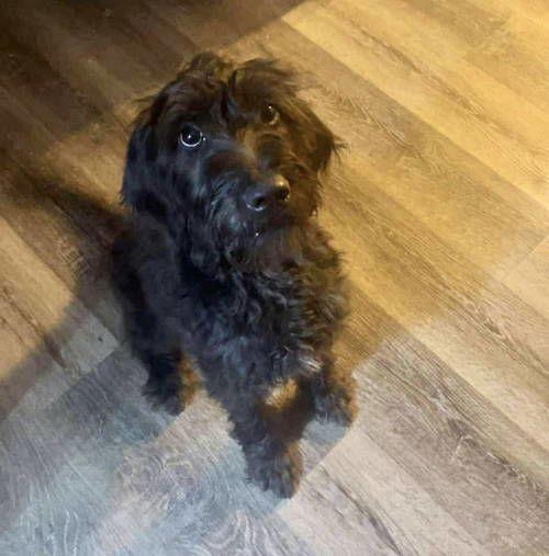 Anakin, Adoptable, Young Male Standard Poodle.