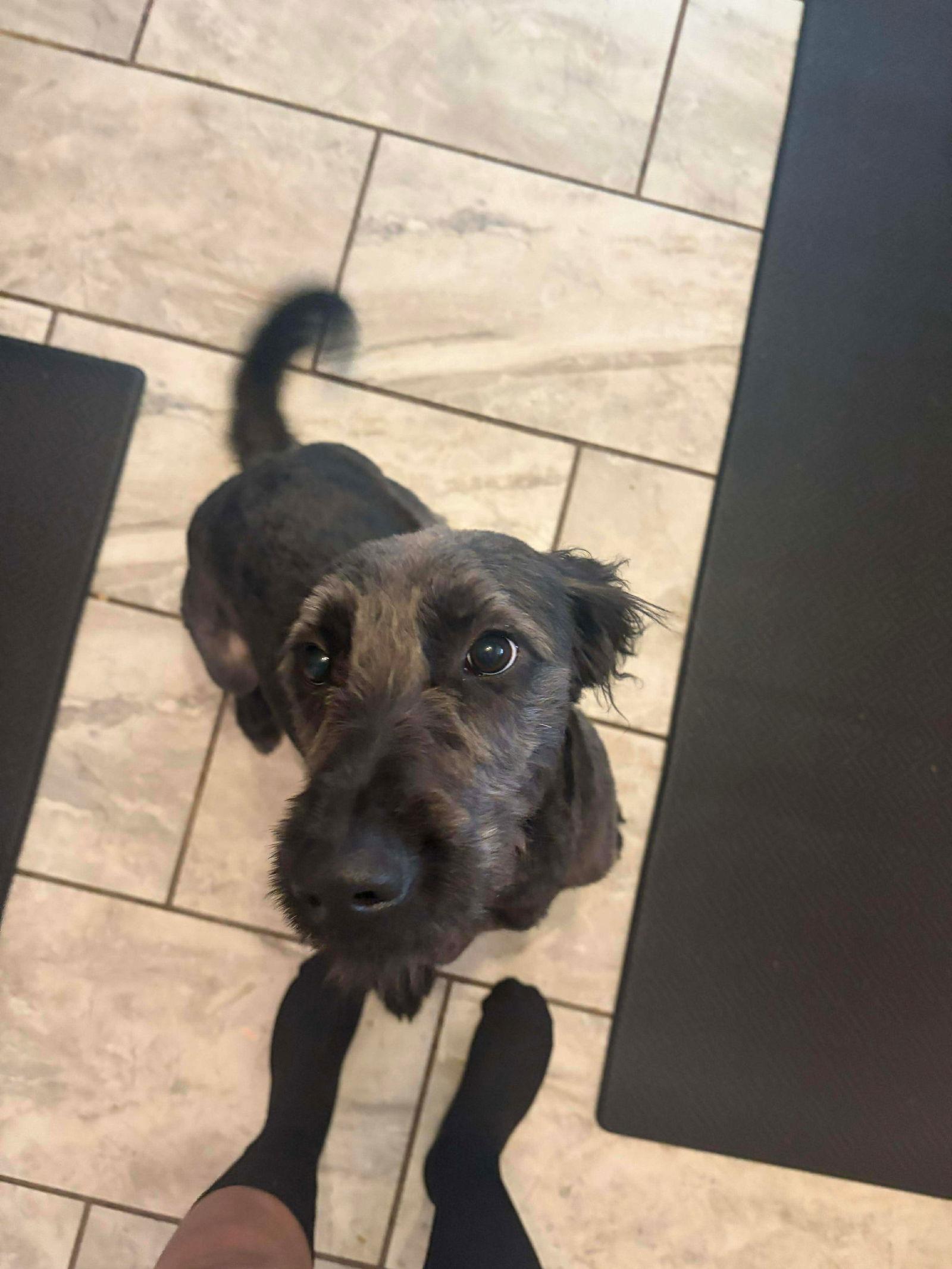 Enlarge Anakin, a Adoptable Standard Poodle in Grafton, WI image 3/3